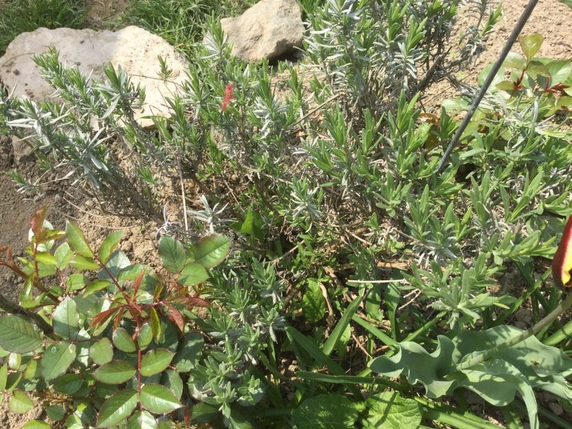 4E4DF516-DDAF-476C-BB2B-C8D0594DB6C8 - Flori 2019