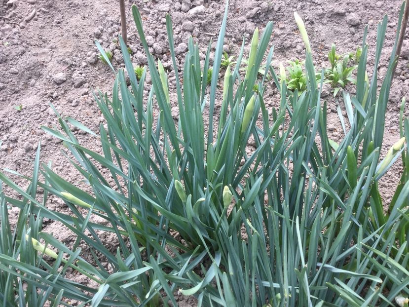 281441B0-F410-485F-AC30-9EA3B9A3C783 - Flori 2019