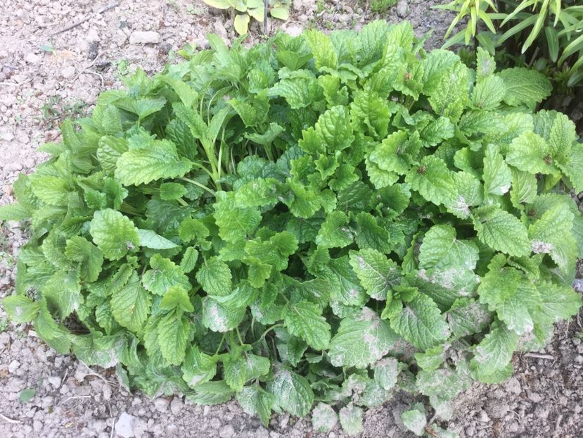 A13E250C-4787-4DC1-8DC8-A574E1FE28A5 - Flori 2019