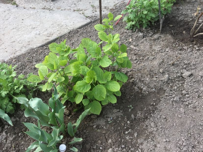 D943A7D3-C7E4-493A-9BC0-C11BDBAD2D0A - Flori 2019