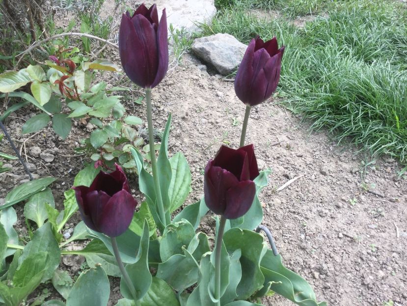 D88E86B9-B320-4BF7-80BF-F61C1DB510B3 - Flori 2019