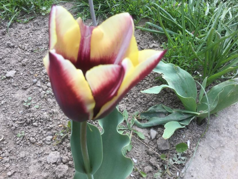 D71A97A6-D475-49AB-BBC0-06F933DC57F3 - Flori 2019