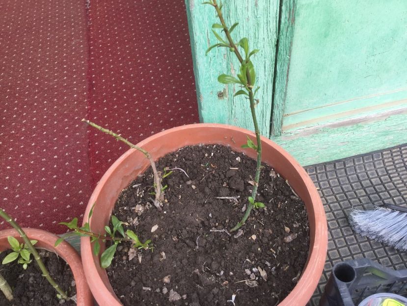 7AF122B9-5C02-4B96-83A6-B5191CEB721B - Flori 2019