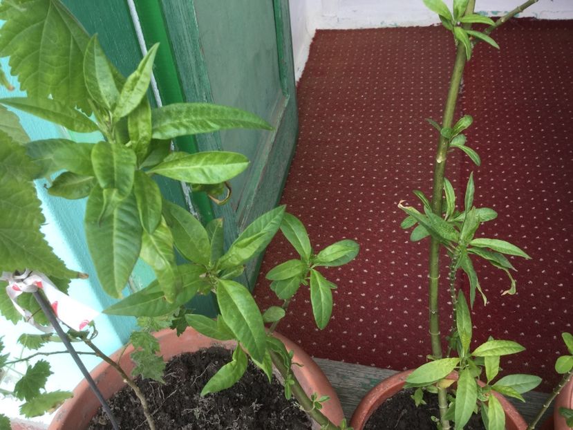 672955E5-B7ED-48E9-AA1D-1F097879D6EB - Flori 2019