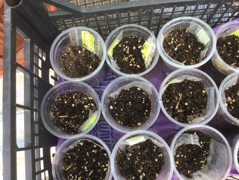 019E9AA5-5405-4D0F-ACC0-0F3AAC01A8A7 - Flori 2019