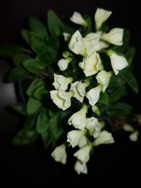  - Chantaspring