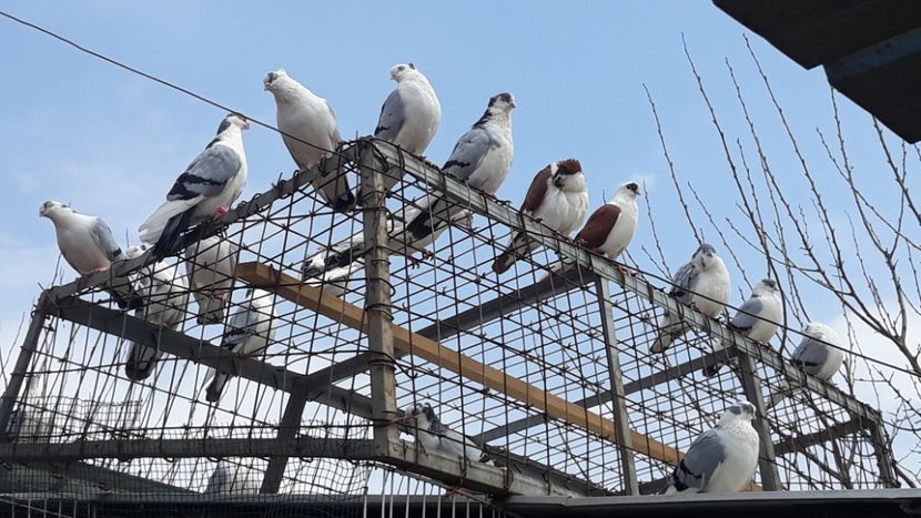  - Galateni baltati pe albastru