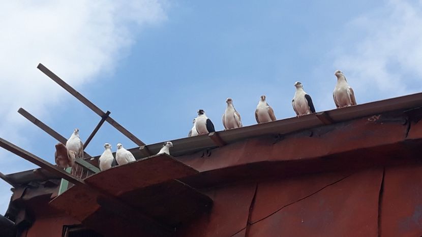  - Galateni baltati pe albastru