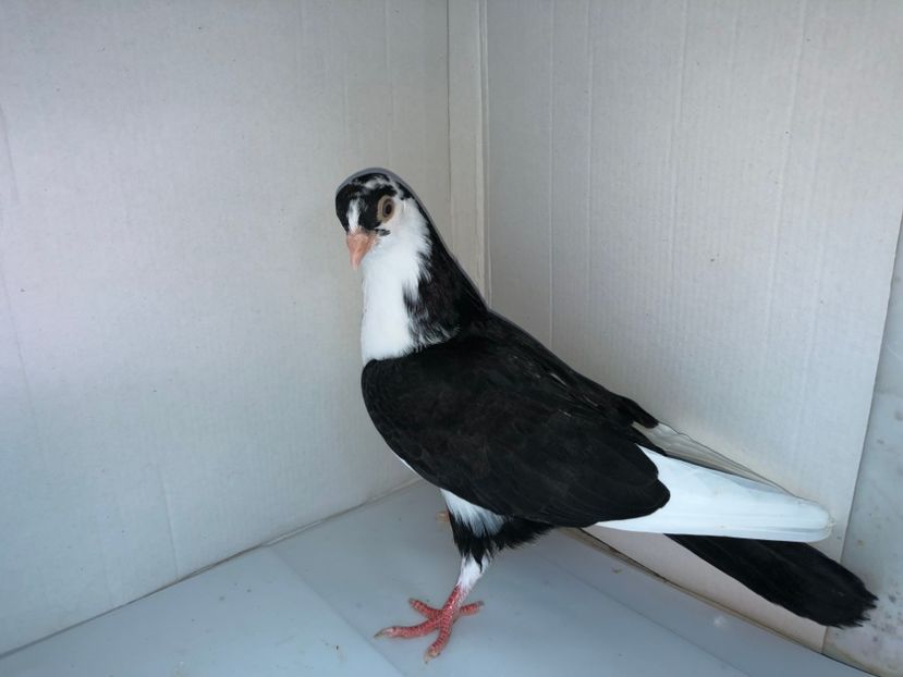 6821  femelă  2019_2 - tineret 2019