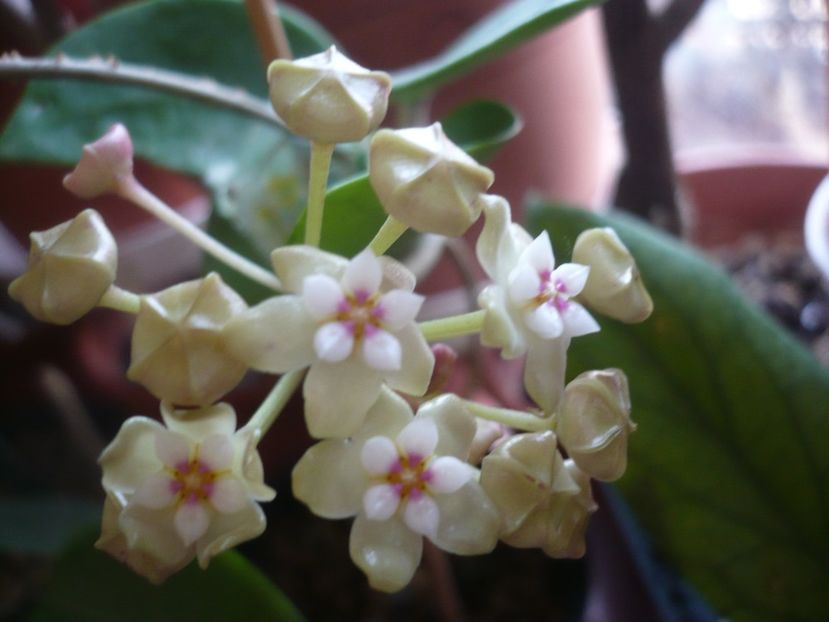 P1400933 - HOYA 2019