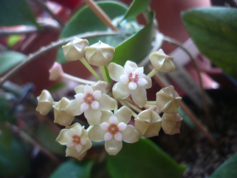 P1400934 - HOYA 2019