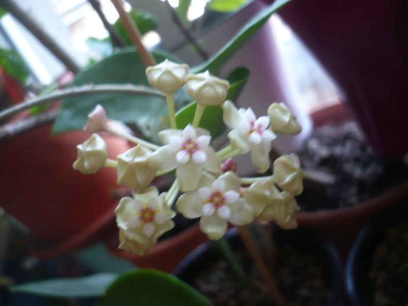 P1400935 - HOYA 2019