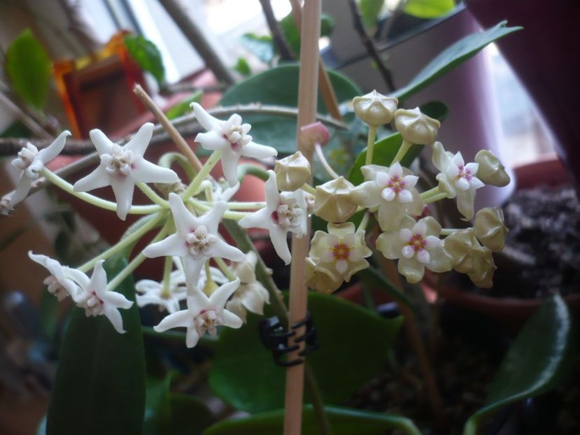 P1400936 - HOYA 2019