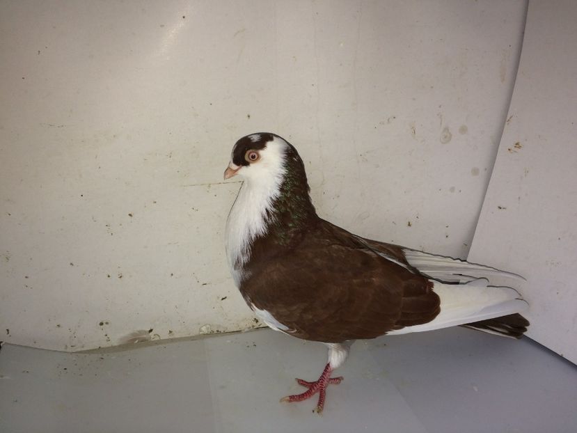 7055  mascul  2018    ULIU - 00001 porumbei dragi mie arhivă