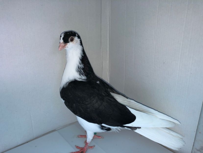 6809  mascul  2019_1 - tineret 2019