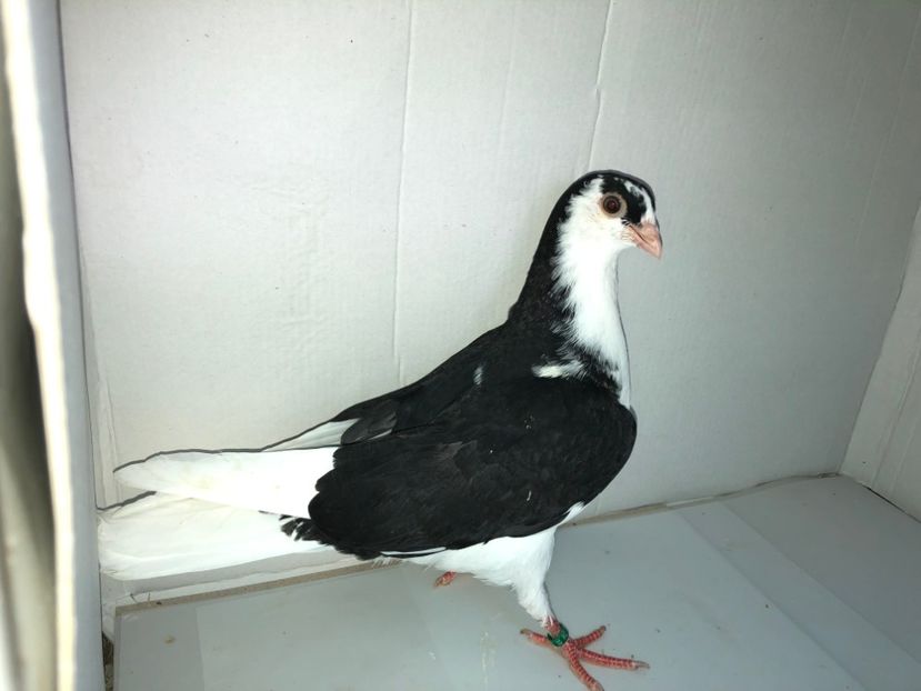 6809  mascul  2019_2 - tineret 2019