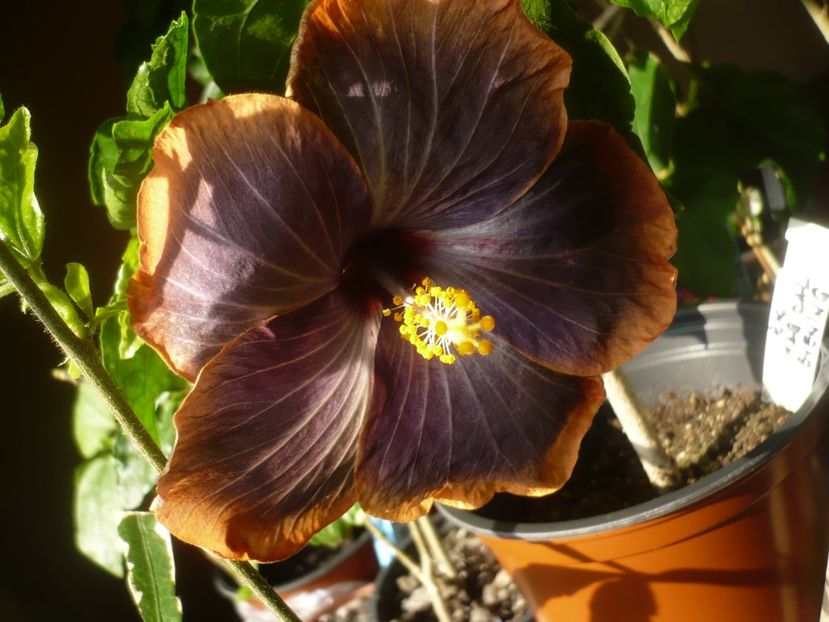 21.04.2019 - HIBISCUSI 2019-1