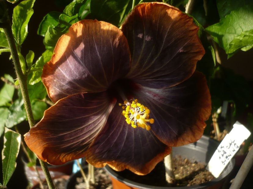 P1400940 - HIBISCUSI 2019-1