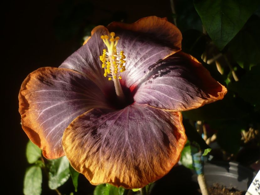 P1400941 - HIBISCUSI 2019-1