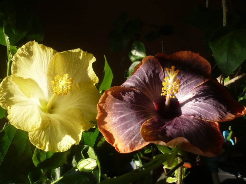 P1400942 - HIBISCUSI 2019-1