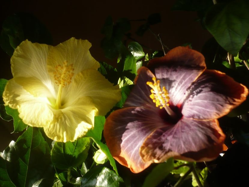 P1400943 - HIBISCUSI 2019-1