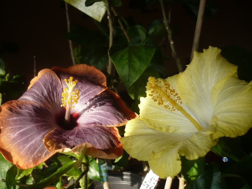 P1400944 - HIBISCUSI 2019-1