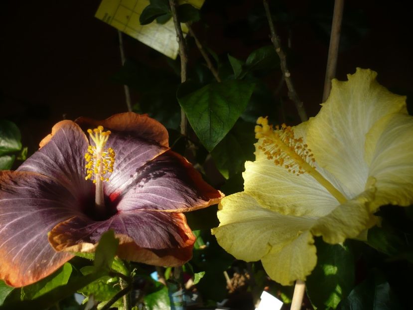 P1400945 - HIBISCUSI 2019-1