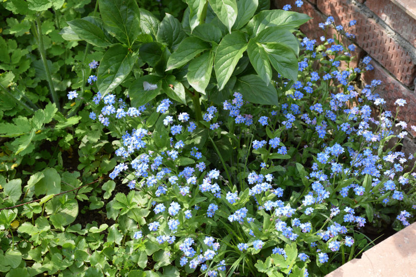 Myosotis - 2019 Gradina