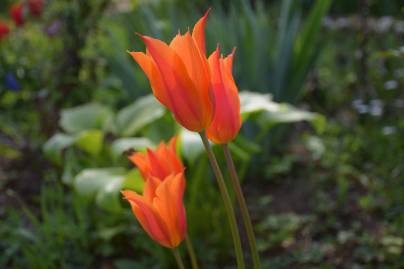 Orange Emperor fosteriana - 2019 Gradina