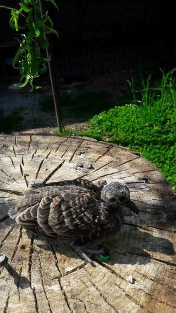 Primul puiii... - PORUMBEI ARIPA DE BRONZ