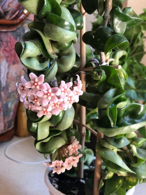 45FD4DC2-ECF2-4658-B6FF-C831C266DA39 - Z Compacta Hindu Rope