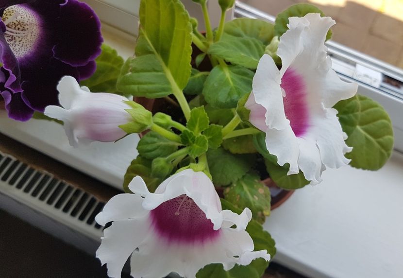  - Florile mele din Anglia