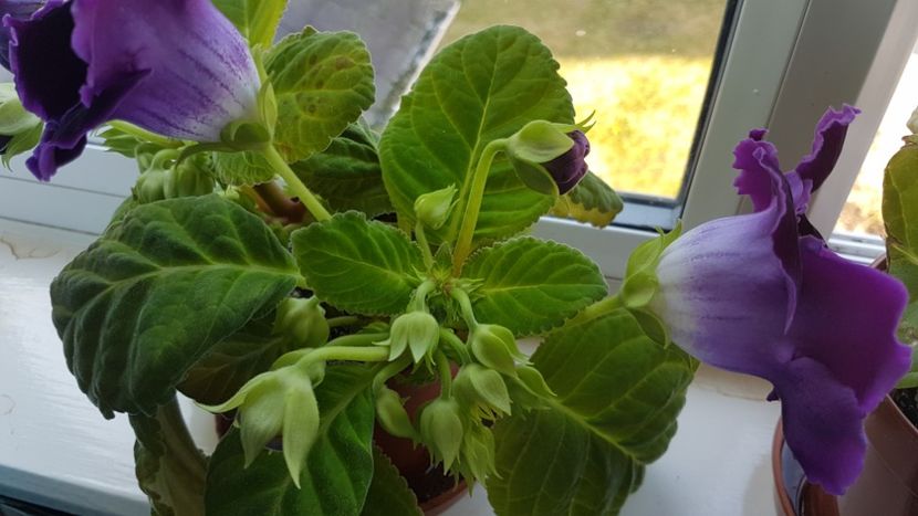  - Florile mele din Anglia