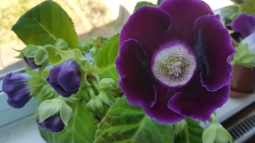  - Florile mele din Anglia