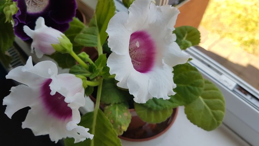  - Florile mele din Anglia