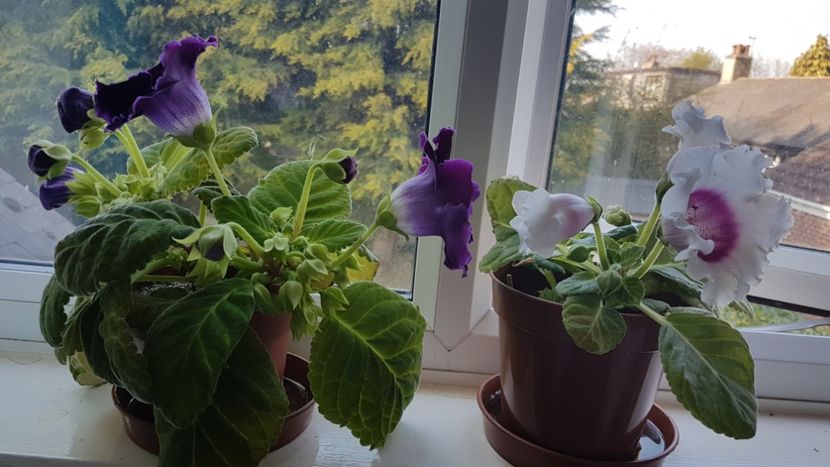  - Florile mele din Anglia