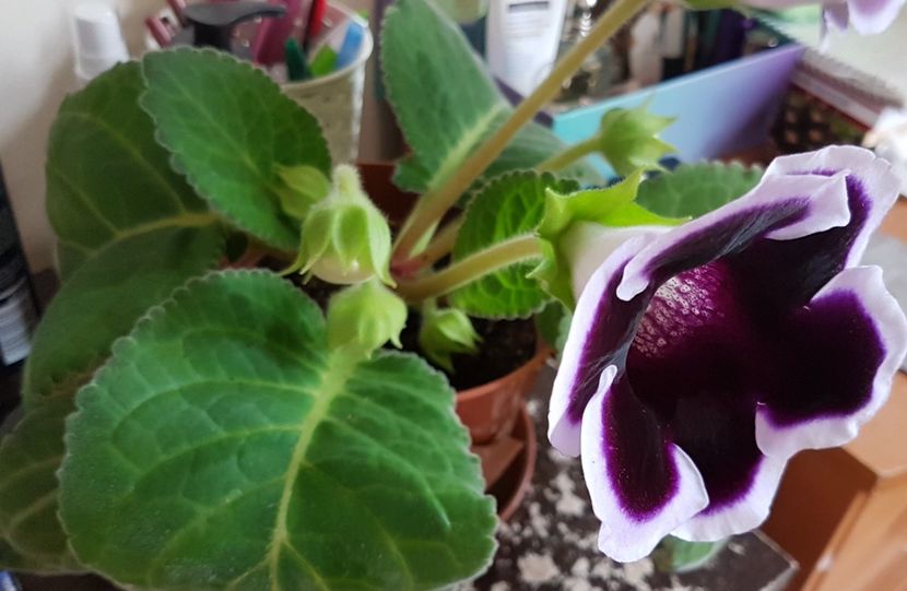  - Florile mele din Anglia