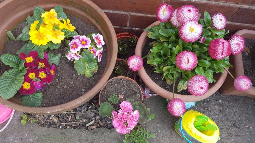  - Florile mele din Anglia