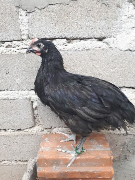  - Australorp