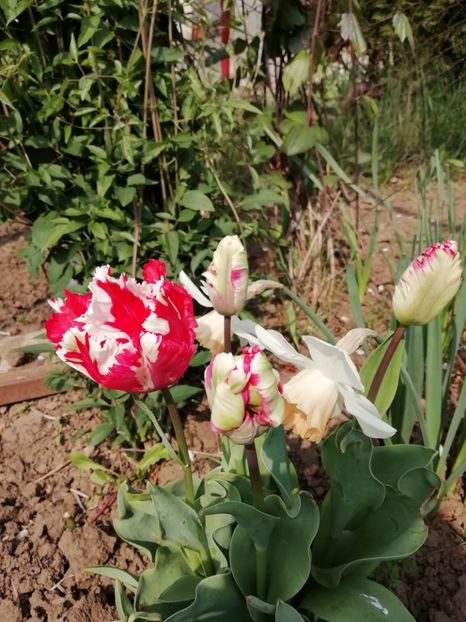 21.04 - gradina 2019