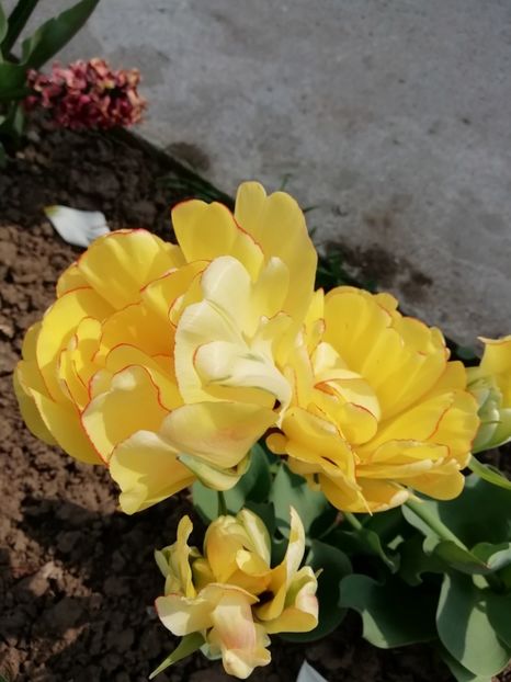 21.04 - gradina 2019