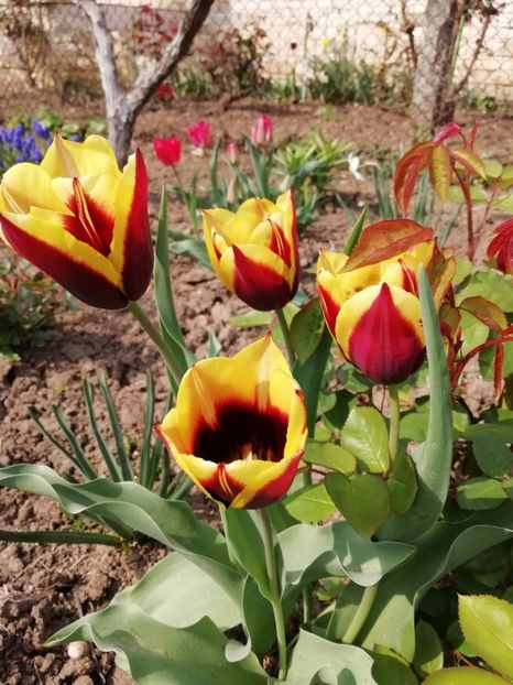 21.04 - gradina 2019