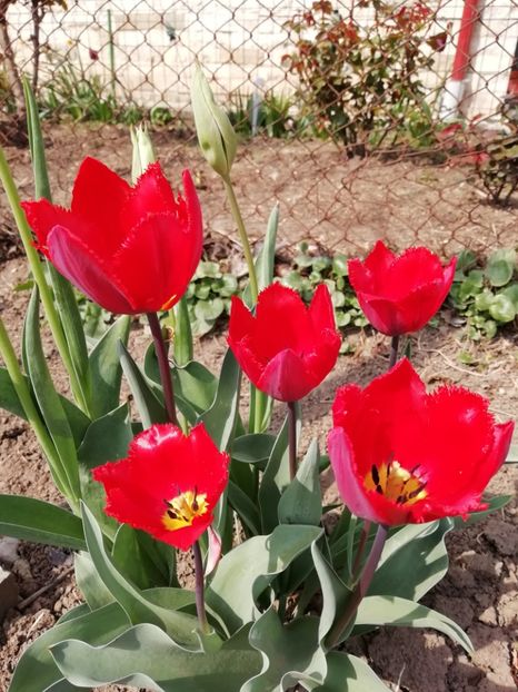 21.04 - gradina 2019