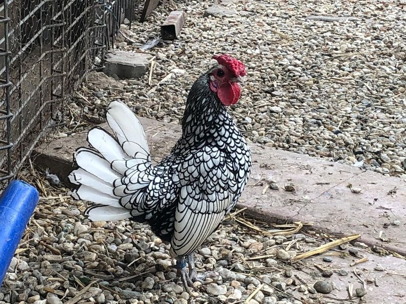 cocos - Sebright argintiu matca 2019