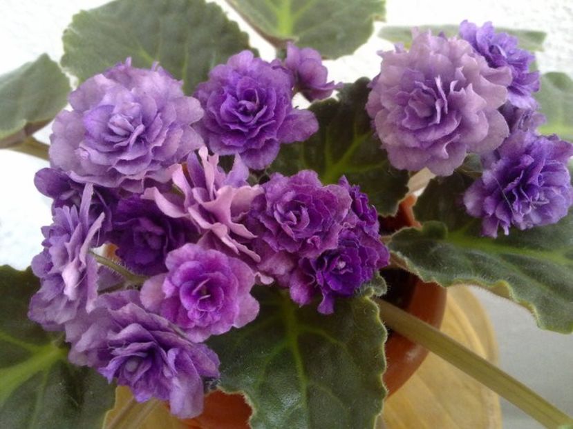 Double Black Cherry - Caut - Cumpar 2019