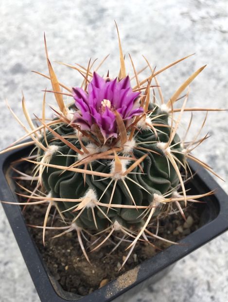 Echinofossulocactus - Echinofossulocactus