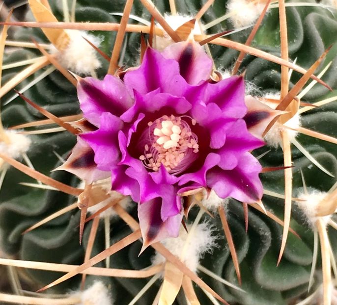 Echinofossulocactus - Echinofossulocactus