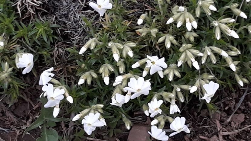  - Primavara 2019-2022