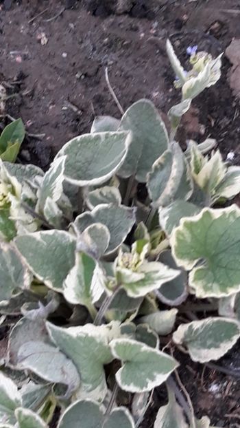  - Primavara 2019-2022