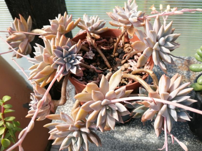 Graptoveria "Acaulis" - Graptoveria